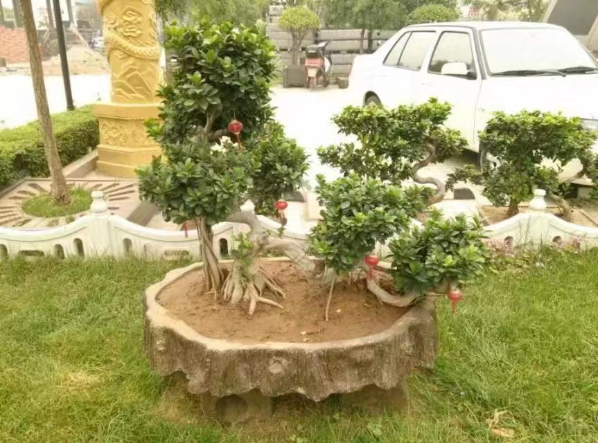盆景